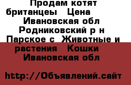 Продам котят британцеы › Цена ­ 1 500 - Ивановская обл., Родниковский р-н, Парское с. Животные и растения » Кошки   . Ивановская обл.